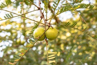 The healing properties of the ancient system of medicine, called Ayurveda, have been revered for centuries. Amla, also known as Indian gooseberry, is one fruit that has exceptional health benefits. Amla has a rich amount of vitamins C and C-derived compounds.