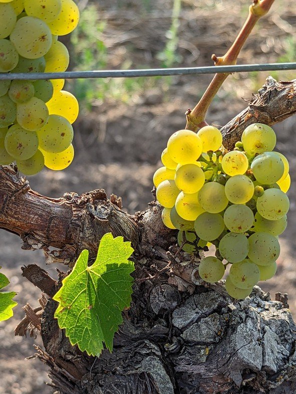 Growing and Caring for Grape Vines: A Guide to Vitamin C Fruits