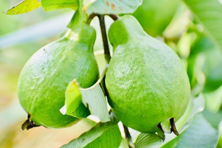 A Beginner's Guide to Growing and Caring for Pineapple Guava Trees in Your Garden